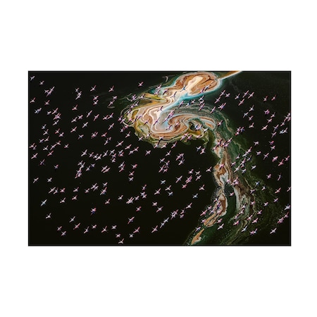 John J Chen 'Hundreds Of Flamingos' Canvas Art, 16x24